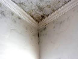 Best Emergency Mold Remediation  in Kaukauna, WI